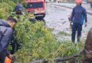 मुसळधार पावसामुळे शहरातील विविध भागांत झाडपडीच्या घटना; अग्निशमन विभागाची तात्काळ कार्यवाही