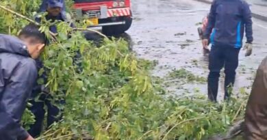 मुसळधार पावसामुळे शहरातील विविध भागांत झाडपडीच्या घटना; अग्निशमन विभागाची तात्काळ कार्यवाही