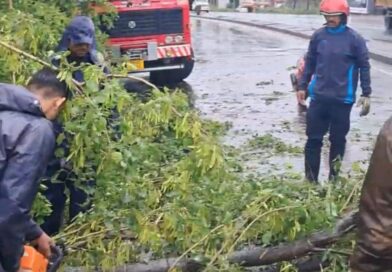 मुसळधार पावसामुळे शहरातील विविध भागांत झाडपडीच्या घटना; अग्निशमन विभागाची तात्काळ कार्यवाही