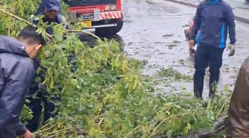 मुसळधार पावसामुळे शहरातील विविध भागांत झाडपडीच्या घटना; अग्निशमन विभागाची तात्काळ कार्यवाही