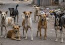 पिंपरी चिंचवड शहरातील वाढत्या भटक्या कुत्र्यांचा नागरिकांवरील हल्ल्यांचा धोका रोखण्यासाठी तातडीने उपाययोजना करण्याबाबत.