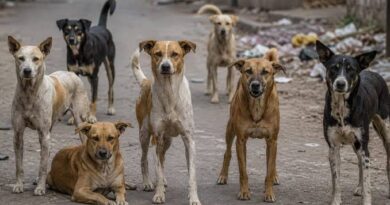 पिंपरी चिंचवड शहरातील वाढत्या भटक्या कुत्र्यांचा नागरिकांवरील हल्ल्यांचा धोका रोखण्यासाठी तातडीने उपाययोजना करण्याबाबत.